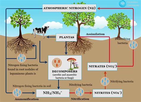 a. Nitrogen fixing bacteria .